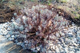 Лаванда узколистная (Lavandula angustifolia) после обрезки