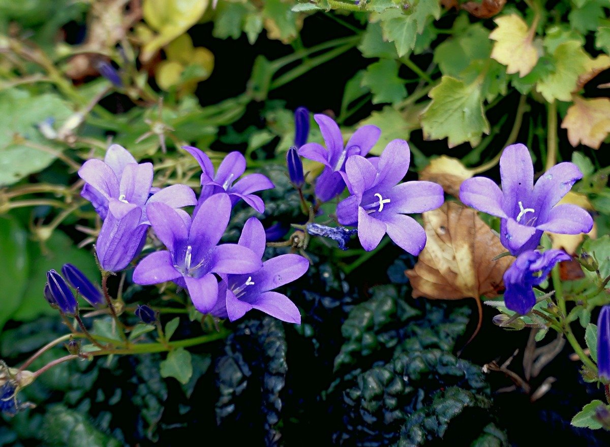 Цветы Октября Фото