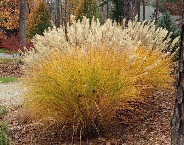 Мискантус (Miscanthus) Мискантус (Miscanthus)