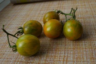Томаты черри «Оранжево-зеленая Зебра» (Solanum lycopersicum var. Cerasiforme ‘Orange & Green Zebra’) Томаты черри «Оранжево-зеленая Зебра» (Solanum lycopersicum var. Cerasiforme ‘Orange & Green Zebra’)