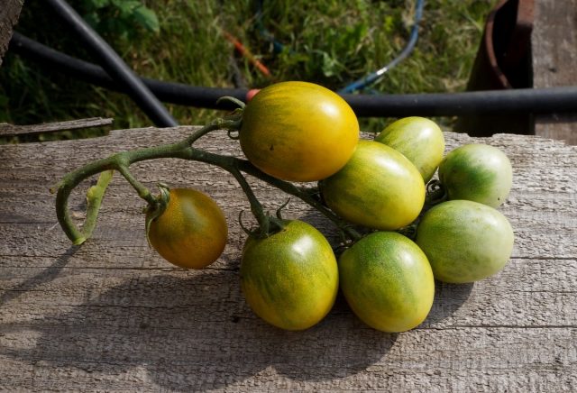 Томаты черри «Зелёный виноград» (Solanum lycopersicum var. Cerasiforme ‘Green Grape’) Томаты черри «Зелёный виноград» (Solanum lycopersicum var. Cerasiforme ‘Green Grape’)