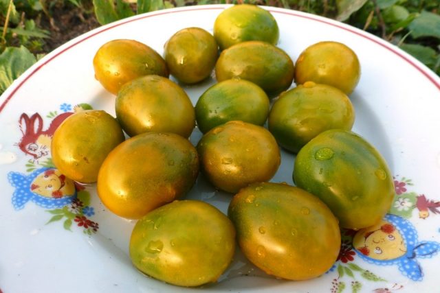 Томаты черри «Зелёная Жемчужина» (Solanum lycopersicum var. Cerasiforme ‘Green Pearl’) Томаты черри «Зелёная Жемчужина» (Solanum lycopersicum var. Cerasiforme ‘Green Pearl’)