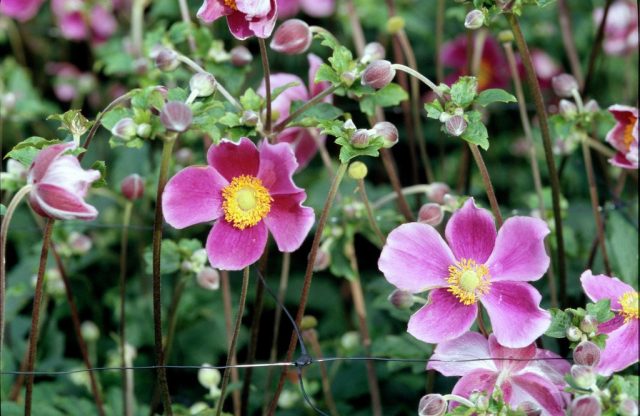 Анемона японская (Anemone hupehensis var. japonica) Анемона японская (Anemone hupehensis var. japonica)