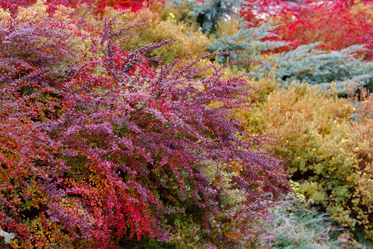 Сад Поздней Осенью Фото