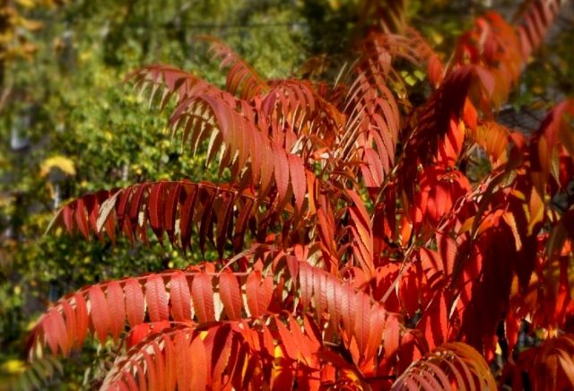 Сумах оленерогий (Rhus typhina)