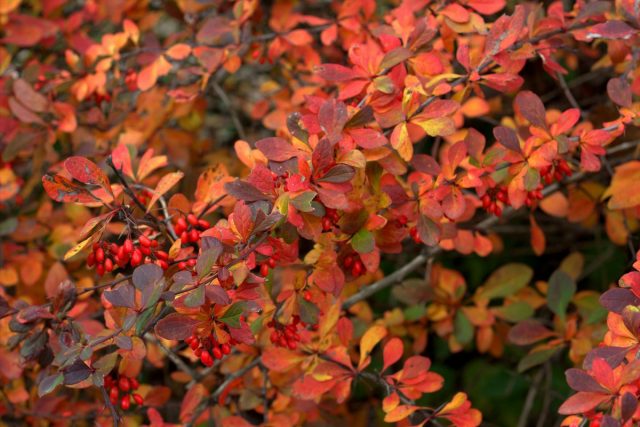 Барбарис тунберга (Berberis thunbergii)