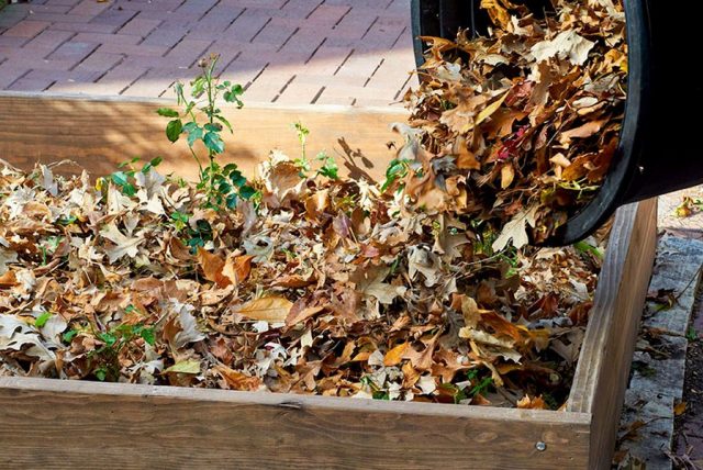 Опавшая листва — отличный мульчирующий материал