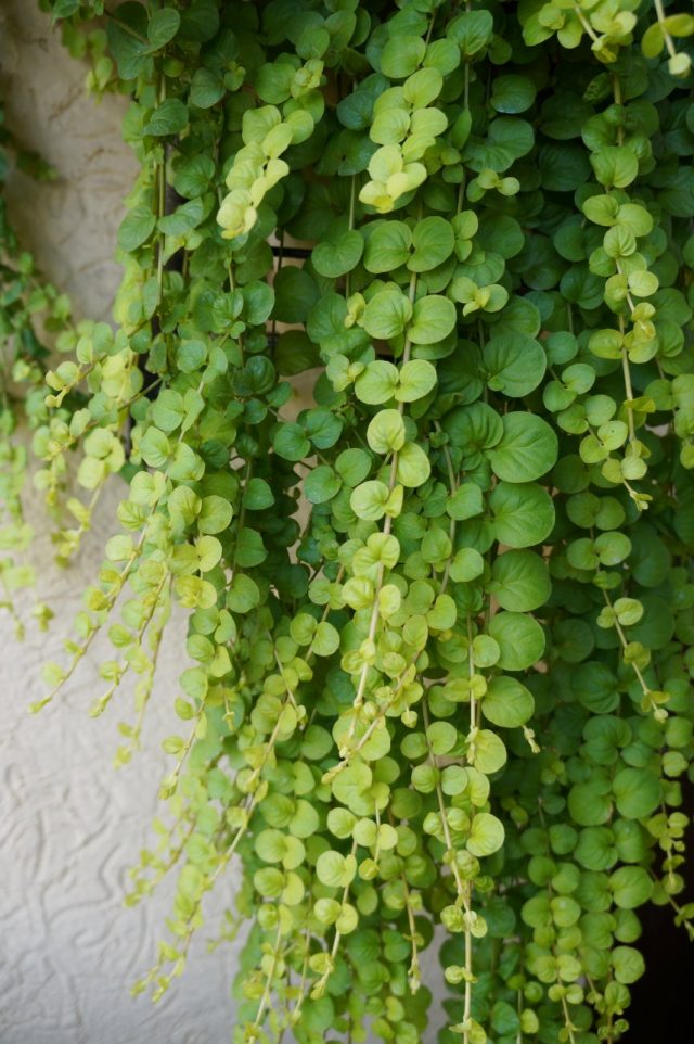 Вербейник монетчатый (Lysimachia nummularia) «Ауреа» Вербейник монетчатый (Lysimachia nummularia) «Ауреа»