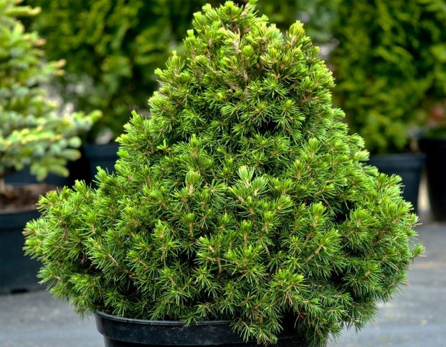 Ель «Томпа» (Picea abies 'Tompa') Ель «Томпа» (Picea abies 'Tompa')