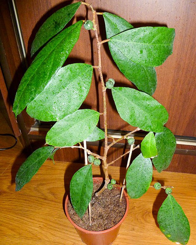 Фикус постенный (Ficus parietalis)