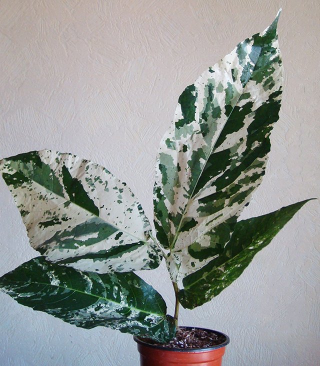 Фикус шершавый (Ficus aspera)
