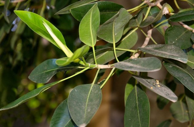 Фикус равнолистный (Ficus rubiginosa)