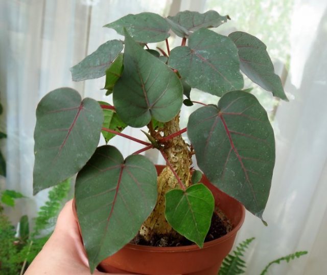 Фикус черешковый (Ficus petiolaris)