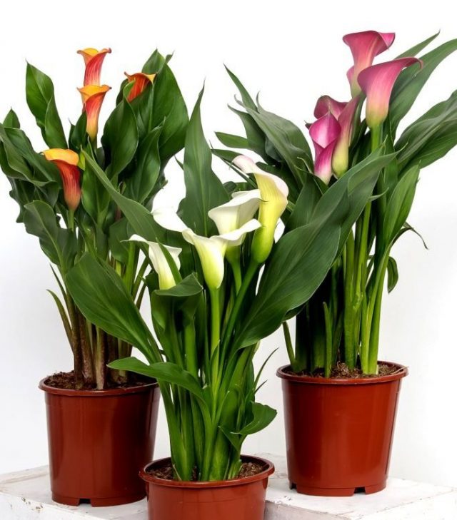 Зантедеския эфиопская (Zantedeschia aethiopica) Зантедеския эфиопская (Zantedeschia aethiopica)