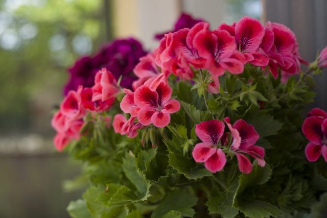 Пеларгония (Pelargonium) Пеларгония (Pelargonium)