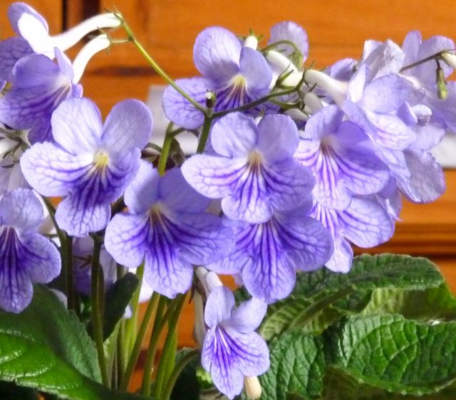 Стрептокарпус (Streptocarpus) Стрептокарпус (Streptocarpus)