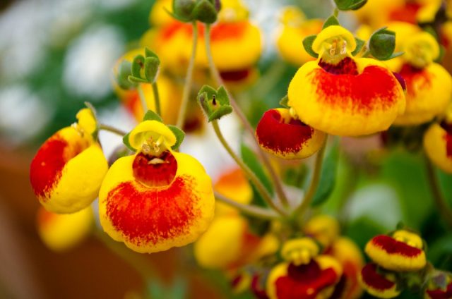 Кальцеолярия (Calceolaria) Кальцеолярия (Calceolaria)