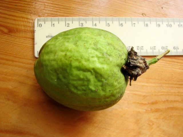 Размер плодов маракока у меня был около 7 см в длину и 5-6 см в диаметре, вес до 60 граммов