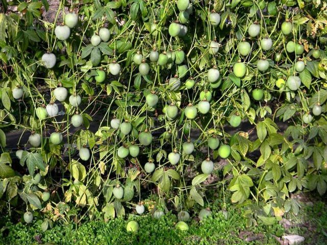 Для созревания плодов пассифлоры инкарнатной (Passiflora incarnata) должно пройти 60 дней от момента опыления