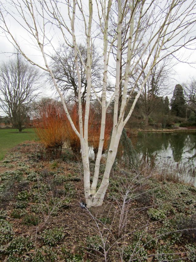 Береза Жакмана (Jacquemontii) Береза Жакмана (Betula utilis var. jacquemontii)