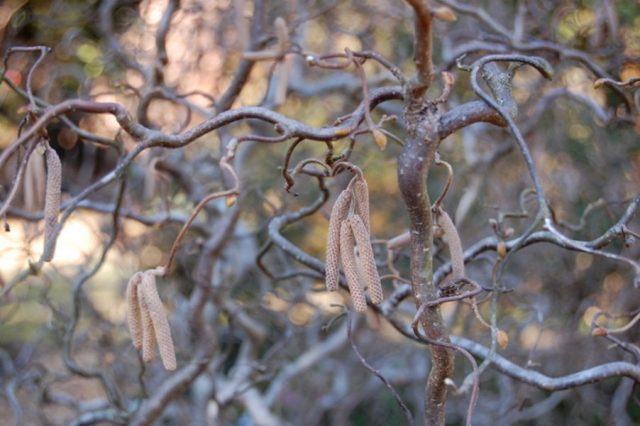 Лещина «Конторта» (Corylus avellana 'Contorta') Лещина «Конторта» (Corylus avellana 'Contorta')