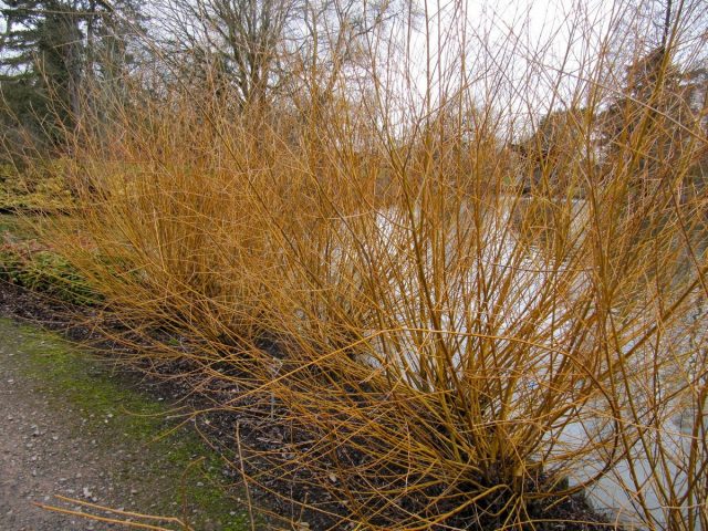 Ива белая «Голден Несс» (Salix alba 'Golden Ness') Ива белая «Голден Несс» (Salix alba 'Golden Ness')
