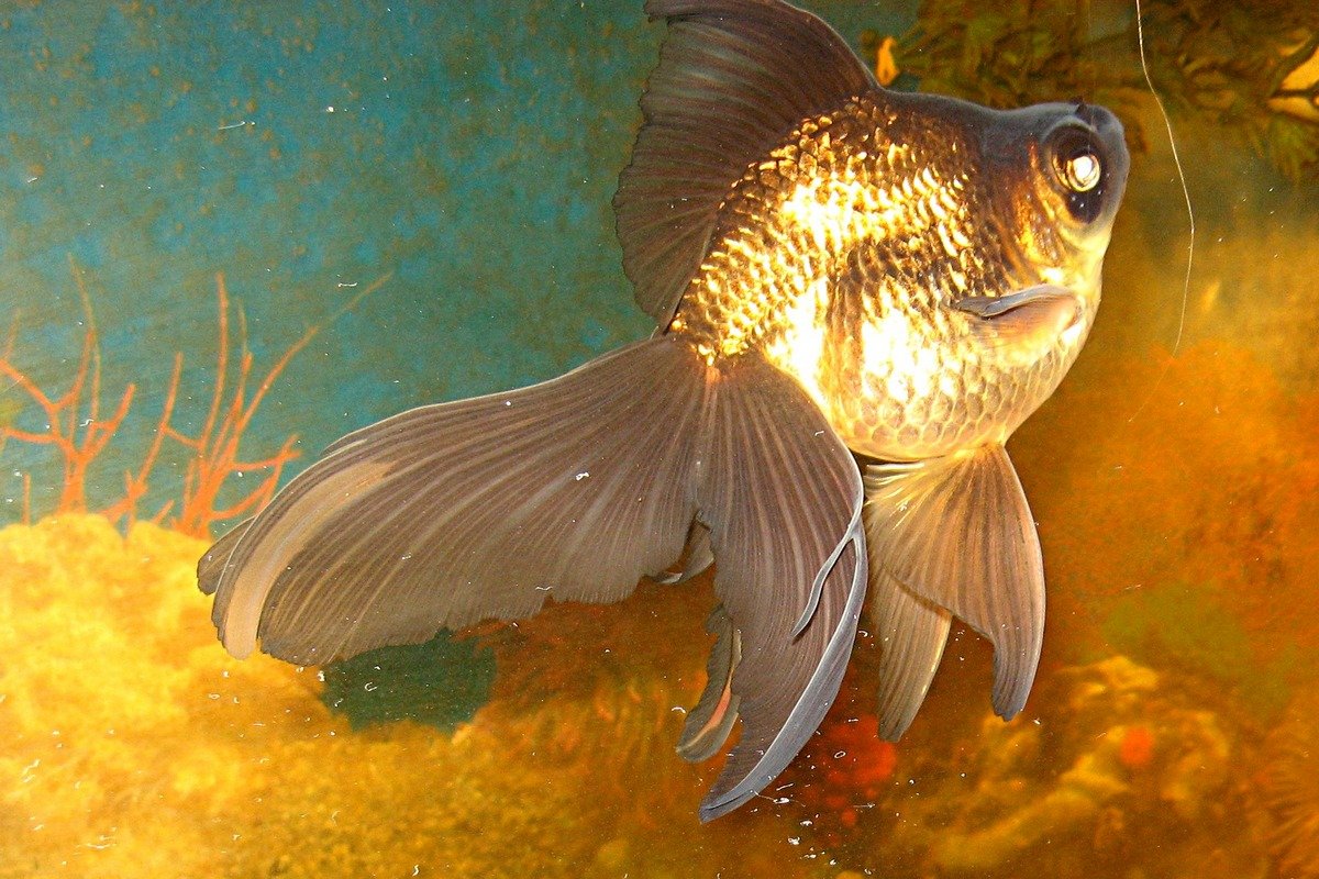 Виды Золотых Рыбок Для Аквариума Фото