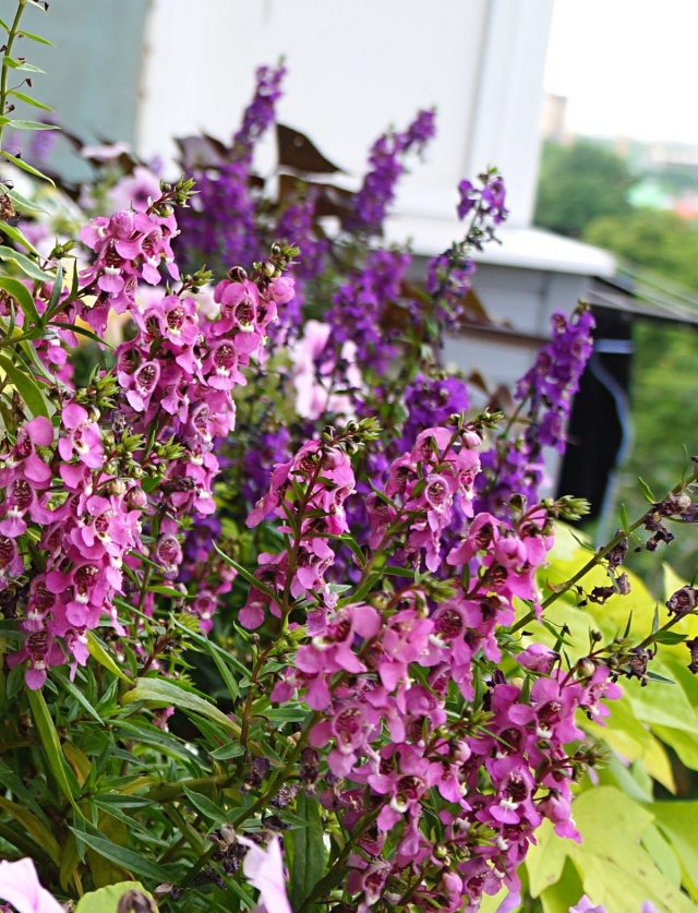 Ангелония (Angelonia) Ангелония (Angelonia)