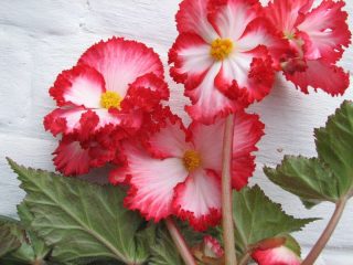 Бегония «Криспа Маргината» бело-красная (Begonia Crispa Marginata White-Red)