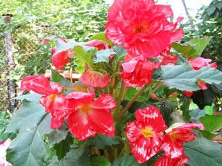 Бегония «Мраморная» (Begonia Marmorata) Бегония «Мраморная» (Begonia Marmorata)