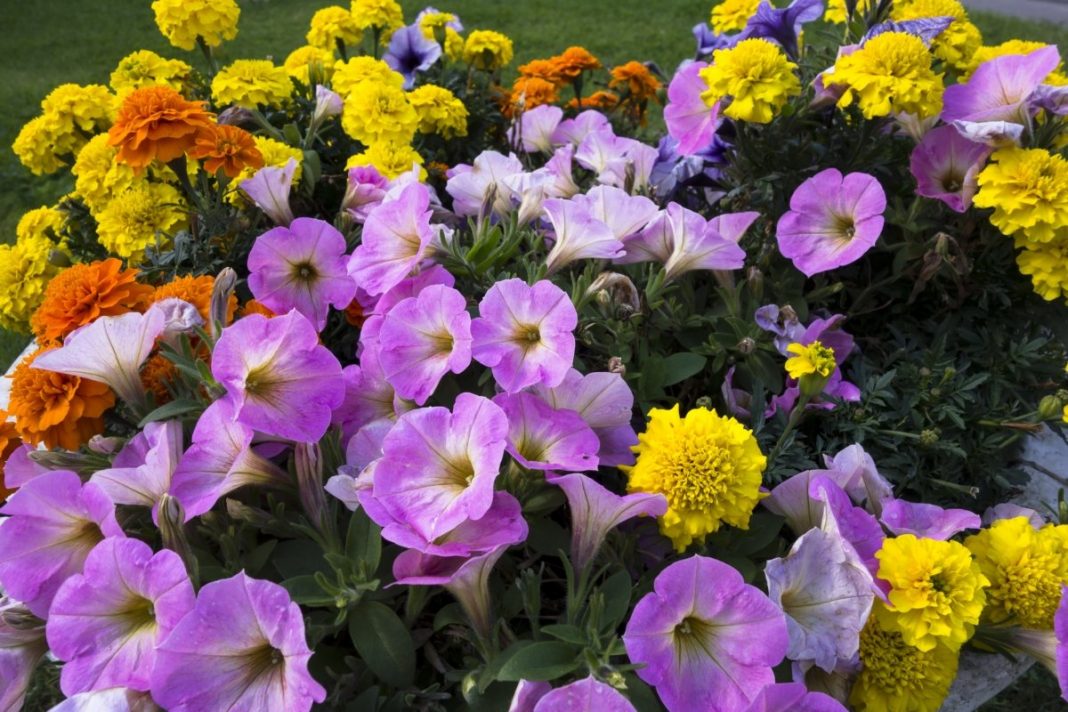 Летние цветы однолетки фото