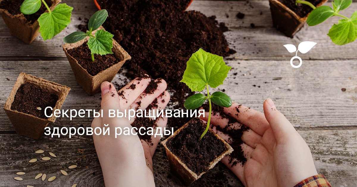 Секреты выращивания здоровой рассады. Спецпроект — Ботаничка.ru