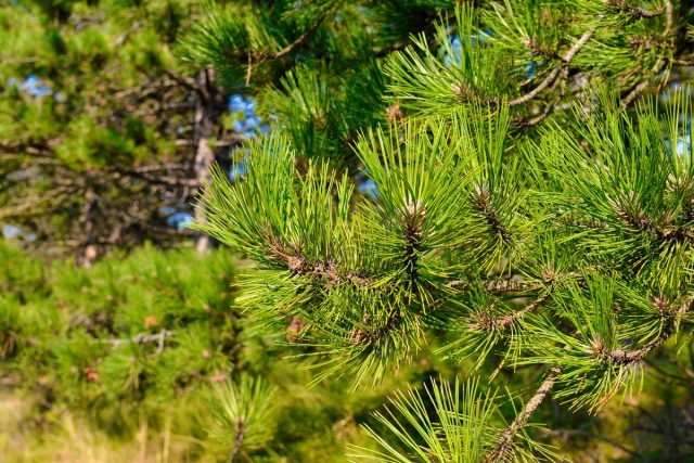 Сосна желтая Pinus ponderosa. Сосна желтая Ель обыкновенная Picea abies