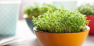 Микрозелень дома — простые правила выращивания