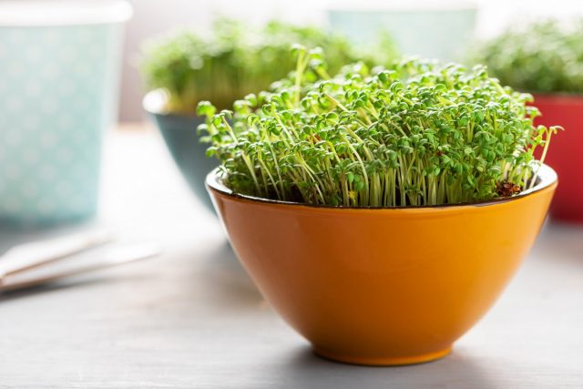 Микрозелень в домашних условиях - простые правила выращивания