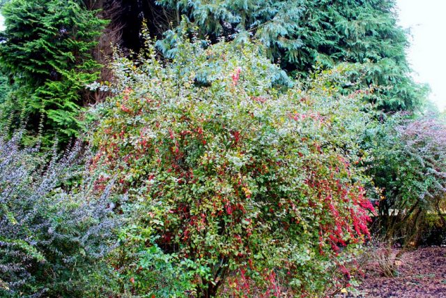 Барбарис амурский (Berberis amurensis) Барбарис амурский (Berberis amurensis)