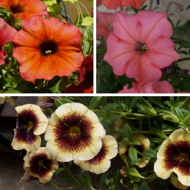 Слева — цветок петхоа сферической формы, практически идентичной калибрахоа (внизу), справа — цветок петунии более звездчатой формы с рассеченными и заостренными лепестками