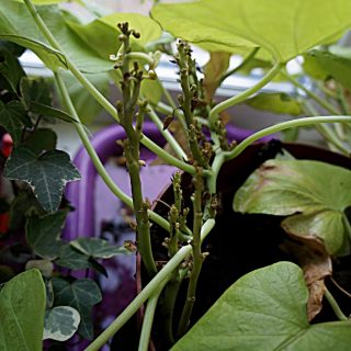 Молодые побеги с укороченными междоузлиями и мелкой корявой листвой, точки роста отмирают, растение полностью остановилось в росте Молодые побеги с укороченными междоузлиями и мелкой корявой листвой, точки роста отмирают, растение полностью остановилось в росте