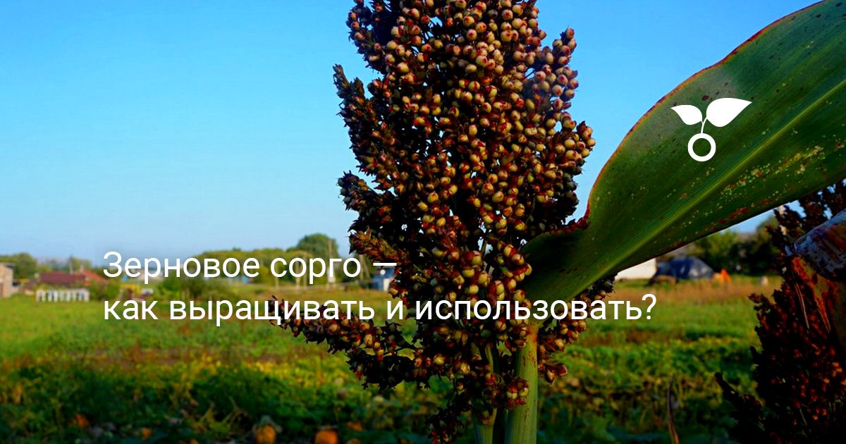 Зерновое сорго — как выращивать и использовать? Как обмолотить и что ...
