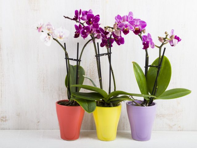Фаленопсисы (Phalaenopsis) Фаленопсисы (Phalaenopsis)