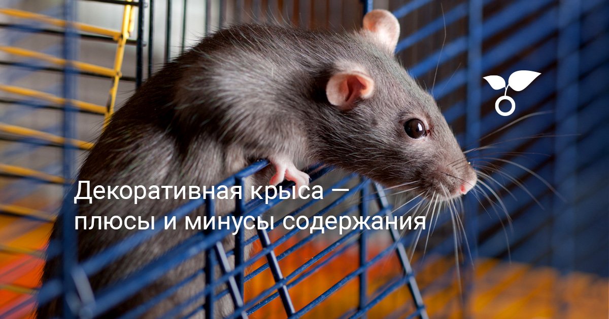 Крыса Фото Животного