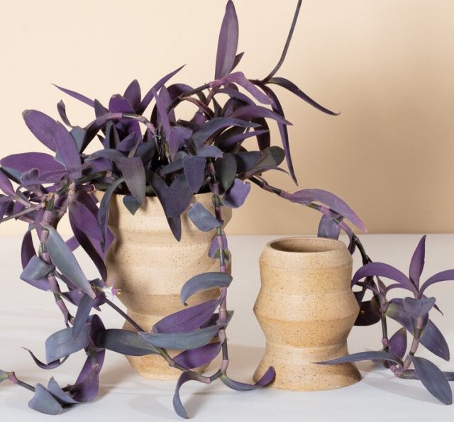 У традесканции бледной, или сеткрезии (Tradescantia pallida) фиолетовый цвет доминирующий и почти единственный