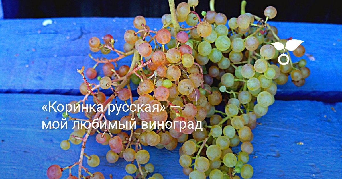 Виноград Коринка Описание Сорта Фото Виноград Коринка Описание Сорта Фото