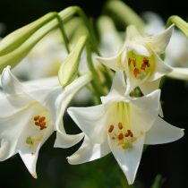 Лилия длинноцветковая (Lilium longiflorum)