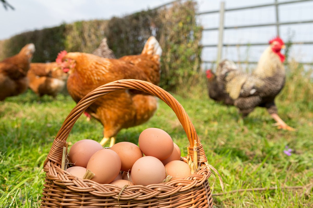 производители кур и яиц повышают цены