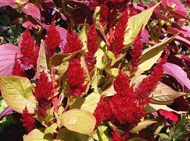 Целозия (Celosia) Целозия (Celosia)