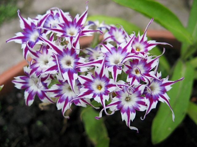 Флокс Друммонда (Phlox drummondii) Цветы однолетние. Флокс Друммонда (Phlox drummondii)