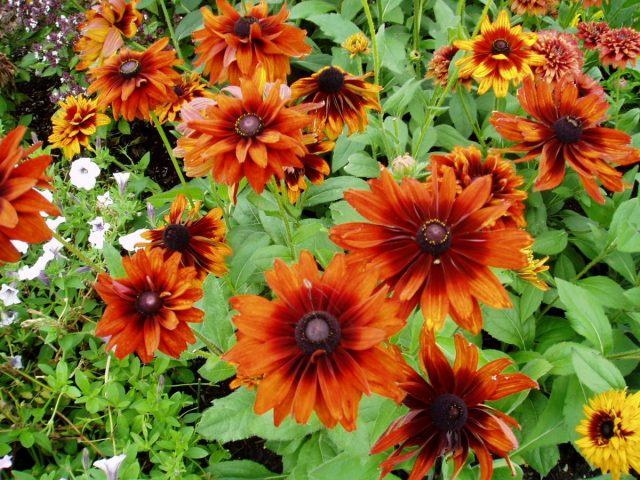 Рудбекия «Чероки Сансет» (Rudbeckia 'Cherokee Sunset') Цветы однолетние.Рудбекия «Чероки Сансет» (Rudbeckia 'Cherokee Sunset')