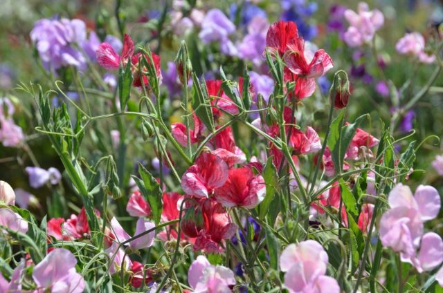 Душистый горошек (Lathyrus odoratus) Цветы однолетние. Душистый горошек (Lathyrus odoratus)