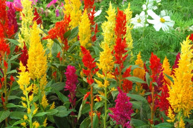 Целозия (Celosia) Цветы однолетние. ЦелозияЦелозия (Celosia)